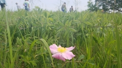 Rosa × medioccidentis