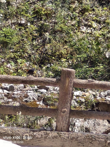 White-capped Redstart