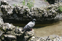 Columba livia domestica