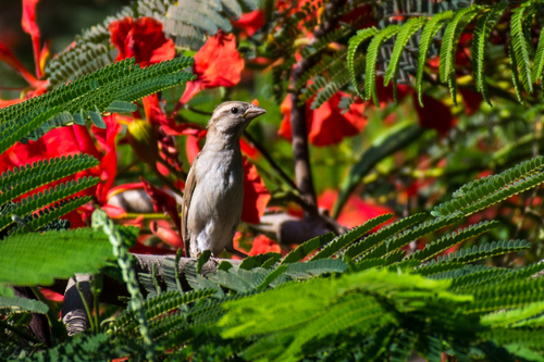 House Sparrow
