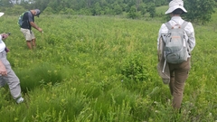 Heuchera richardsonii