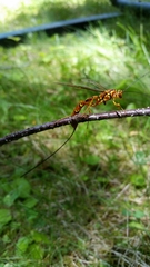 Megarhyssa greenei