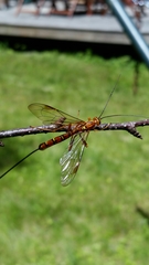 Megarhyssa greenei