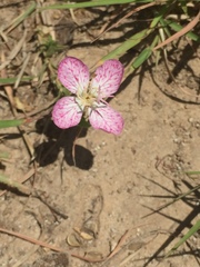 Oenothera canescens