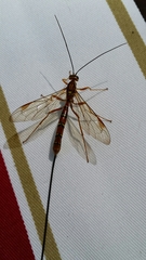 Megarhyssa greenei