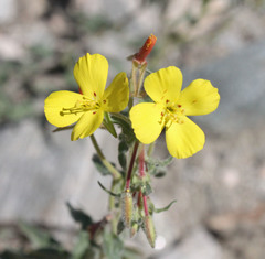 Camissoniopsis confusa
