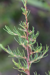 Cliffortia repens