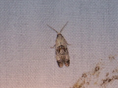 Neocochylis hybridella