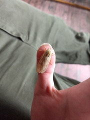 Halysidota tessellaris