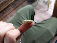 Halysidota tessellaris