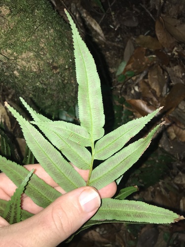 Petiole pheasant’s tail fern (Plagiogyria japonica)