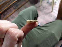 Halysidota tessellaris