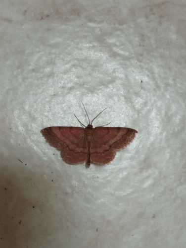 Scopula rubiginata
