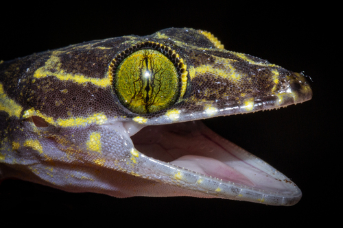 (Thin-) Banded Forest Gecko, Cyrtodactylus consobrinus