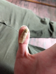 Halysidota tessellaris