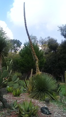 Dasylirion acrotrichum