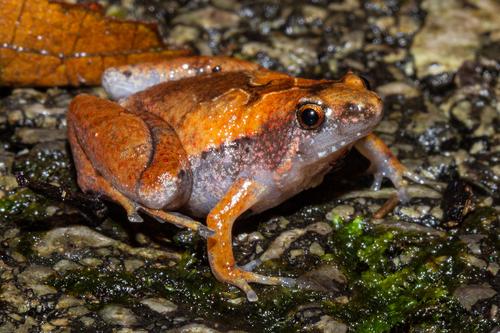 Matang narrow-mouthed frog, Microhyla nepenthicola