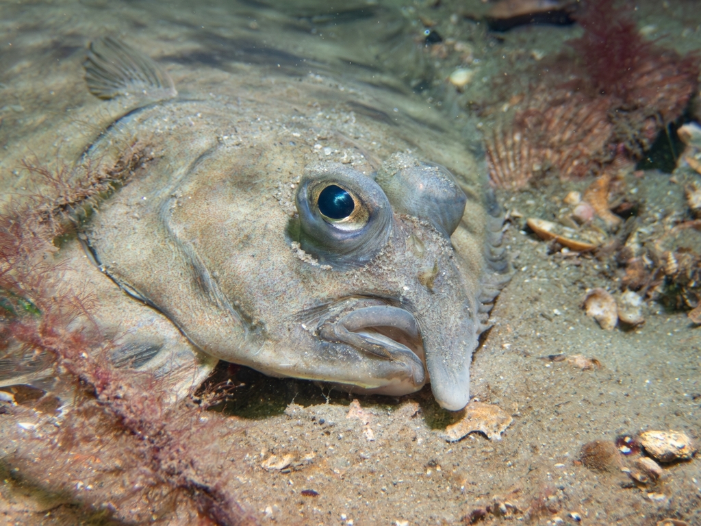 Greenback flounder (Rhombosolea tapirina) — Pleuronectidae