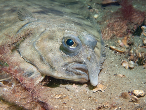 Greenback flounder (Rhombosolea tapirina) — Pleuronectidae