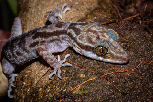 Inger's Bow-fingered Gecko, Cyrtodactylus pubisulcus
