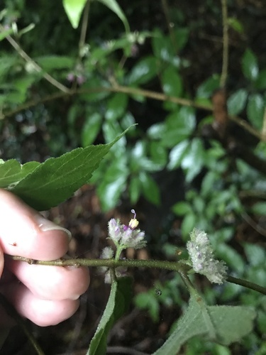 Image of Callicarpa mollis by no rights reserved