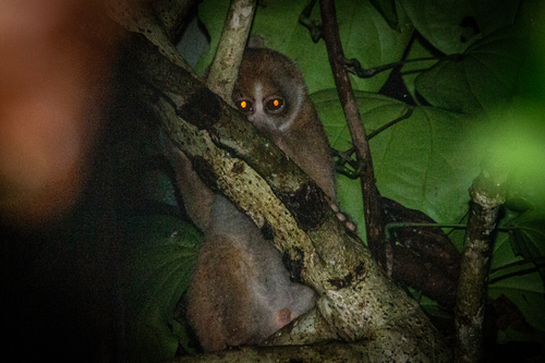 Philippine Slow Loris