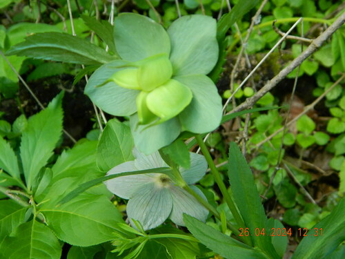 Image of Helleborus purpurascens by (c) Galyna Mykytynets, some rights reserved (CC BY)