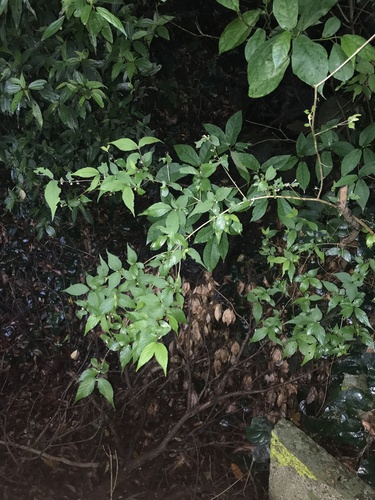 Image of Callicarpa mollis by no rights reserved
