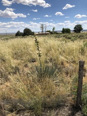 Yucca angustissima kanabensis