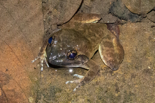 Broad-headed Creek Frog, Limnonectes kong