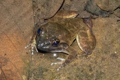 Broad-headed Creek Frog