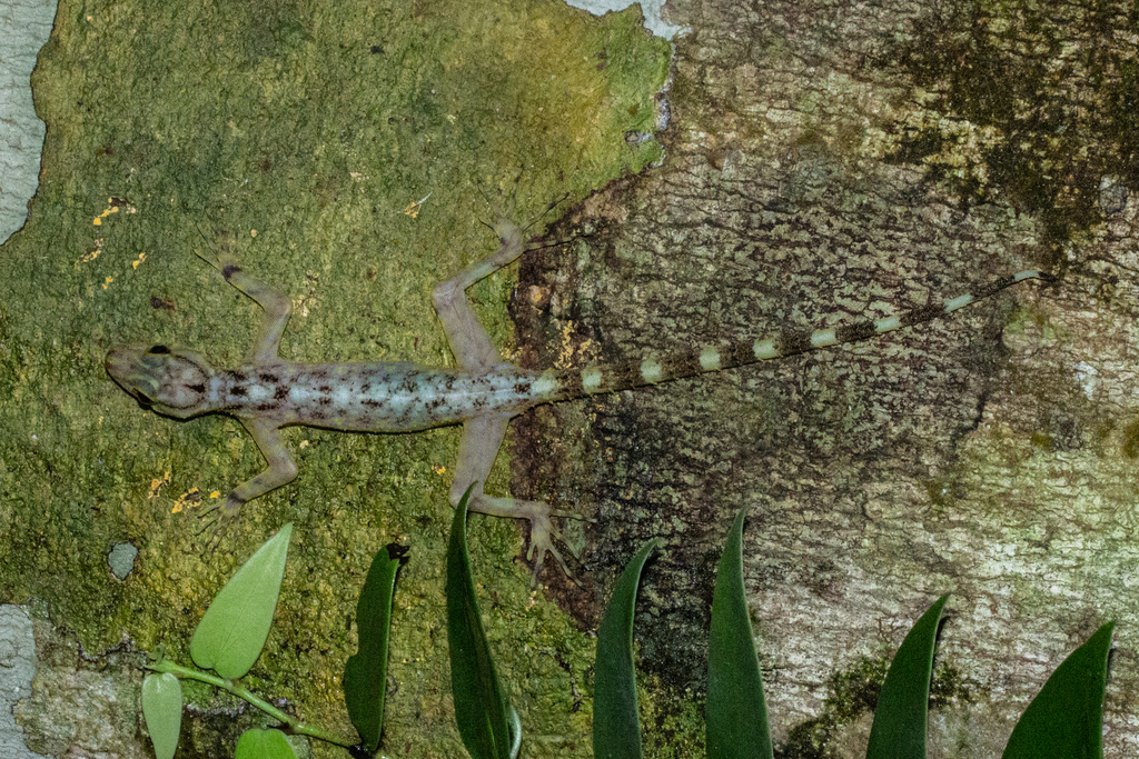 Kendall's Rock Gecko