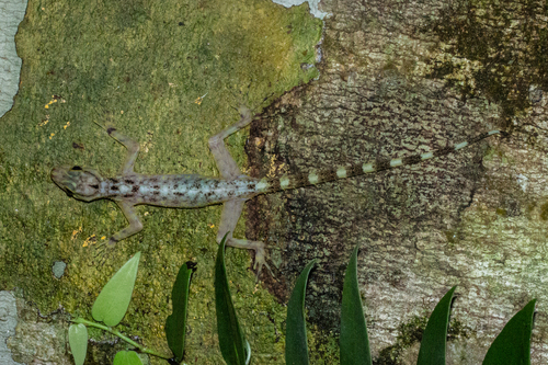 Kendall's Rock Gecko, Cnemaspis kendallii