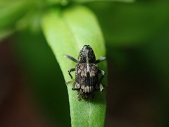 Acoptus suturalis