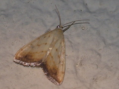 Evergestis extimalis