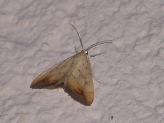 Evergestis extimalis