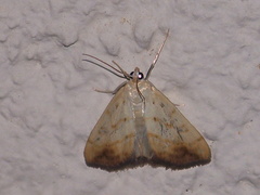 Evergestis extimalis