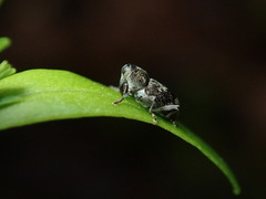 Acoptus suturalis