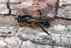 Chalcosyrphus
