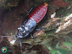 Bionoblatta itatiayae