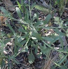Lepidium virginicum virginicum