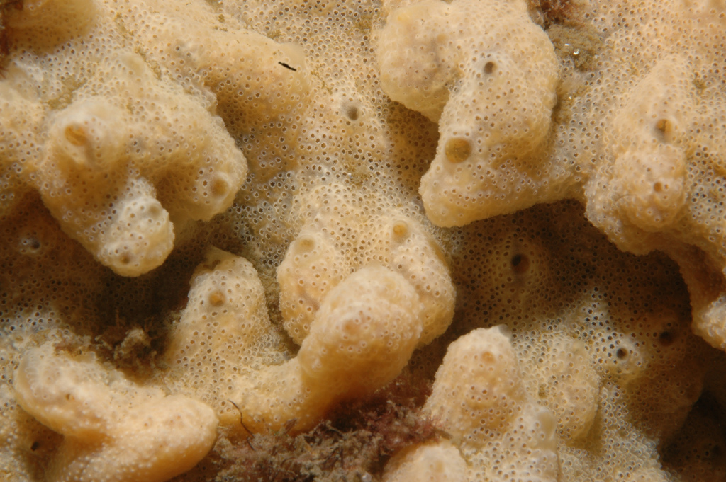 Compound Sea Squirt
