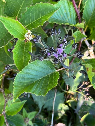 Saussurea triptera iNat (2)