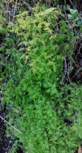Image of Asparagus declinatus by (c) Andreas Schneider, some rights reserved (CC BY)