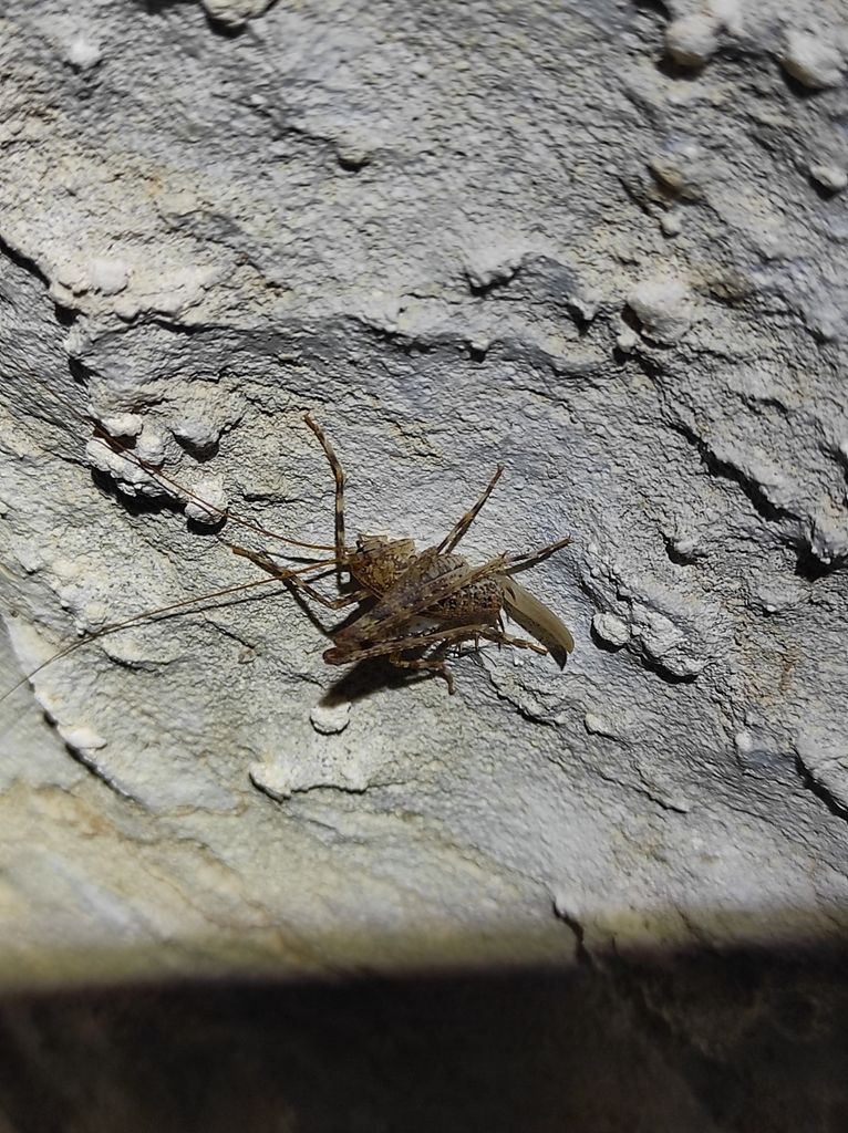 Troglophilus adamovici