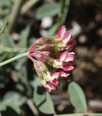 Hosackia crassifolia
