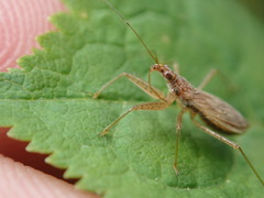 Nabis rufusculus