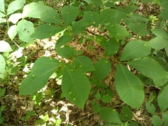 Phylloxera deplanata