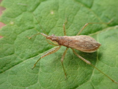 Nabis rufusculus