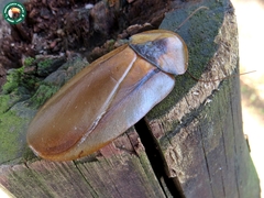 Monachoda laticollis